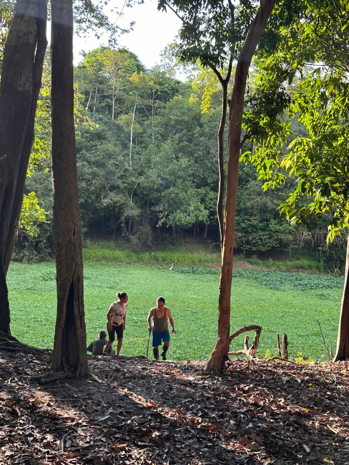 Walking into the Amazon tree canopy